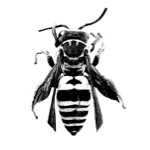 A good-looking bee.