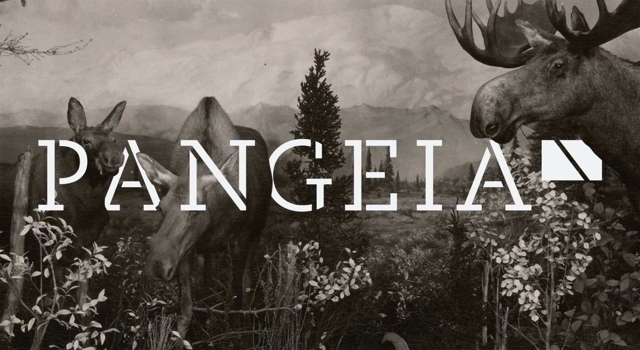 Multiple animals in their natural habitat between PANGEIA logo.